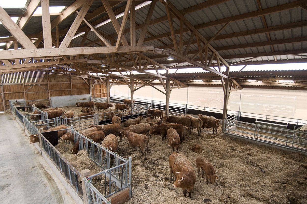 Boeuf et veau de vaches bio