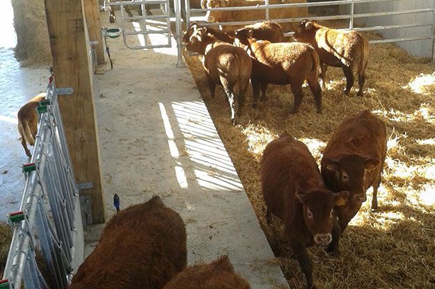 Veau d'un producteur à Toulouse